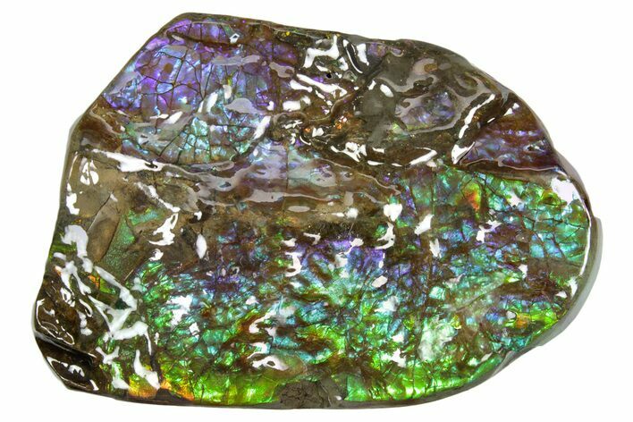 Iridescent Ammolite (Fossil Ammonite Shell) - Greens & Purples #336306